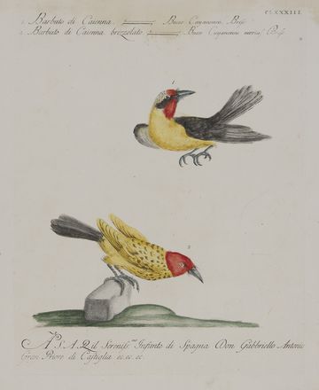  Saverio Manetti  (Brozzi, 1723 - Firenze, 1784) : Quattro tavole ornitologiche.  - Auction Prints and Drawings - Libreria Antiquaria Gonnelli - Casa d'Aste - Gonnelli Casa d'Aste
