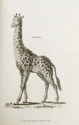  Shaw George : Zoological lectures delivered at the Royal Institution [...]with plates from the first authorities and most select specimens engraved principally by mrs. Griffith. Zoologia, Scienze naturali  Griffith  - Auction BOOKS, MANUSCRIPTS AND AUTOGRAPHS - Libreria Antiquaria Gonnelli - Casa d'Aste - Gonnelli Casa d'Aste