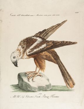  Saverio Manetti  (Brozzi, 1723 - Firenze, 1784) : 10 stampe con uccelli, oche e rapaci.  Violante Lampredi Vanni  ( - 1776)  - Asta Stampe, disegni, carte geografiche e vedute - Libreria Antiquaria Gonnelli - Casa d'Aste - Gonnelli Casa d'Aste