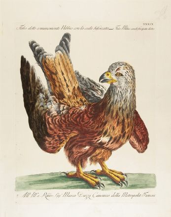  Saverio Manetti  (Brozzi, 1723 - Firenze, 1784) : 10 stampe con uccelli, oche e rapaci.  Violante Lampredi Vanni  ( - 1776)  - Asta Stampe, disegni, carte geografiche e vedute - Libreria Antiquaria Gonnelli - Casa d'Aste - Gonnelli Casa d'Aste