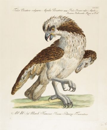  Saverio Manetti  (Brozzi, 1723 - Firenze, 1784) : 10 stampe con uccelli, oche e rapaci.  Violante Lampredi Vanni  ( - 1776)  - Asta Stampe, disegni, carte geografiche e vedute - Libreria Antiquaria Gonnelli - Casa d'Aste - Gonnelli Casa d'Aste