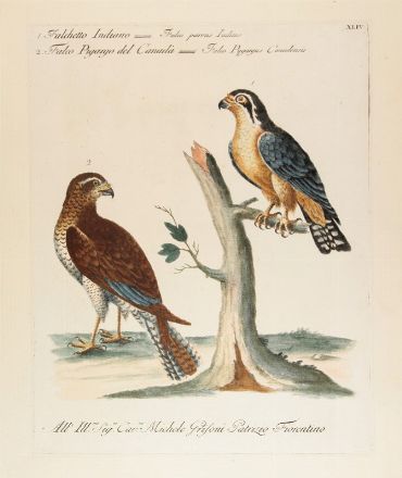  Saverio Manetti  (Brozzi, 1723 - Firenze, 1784) : 10 stampe con uccelli, oche e rapaci.  Violante Lampredi Vanni  ( - 1776)  - Asta Stampe, disegni, carte geografiche e vedute - Libreria Antiquaria Gonnelli - Casa d'Aste - Gonnelli Casa d'Aste