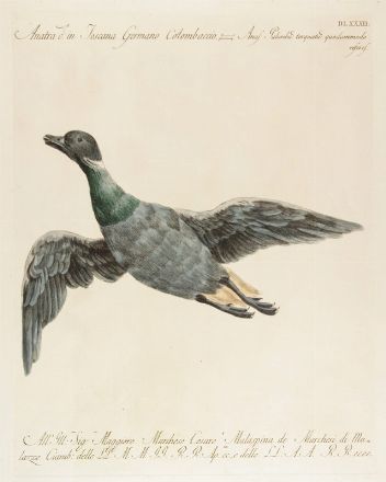  Saverio Manetti  (Brozzi, 1723 - Firenze, 1784) : 10 stampe con uccelli, oche e rapaci.  Violante Lampredi Vanni  ( - 1776)  - Asta Stampe, disegni, carte geografiche e vedute - Libreria Antiquaria Gonnelli - Casa d'Aste - Gonnelli Casa d'Aste