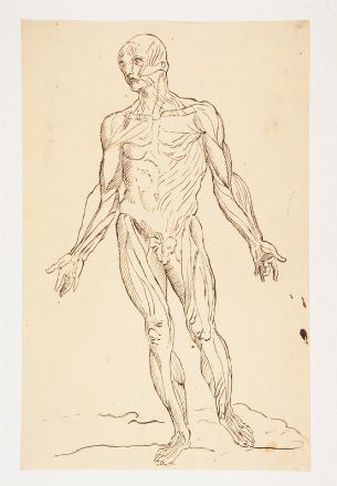  Scuola italiana della seconda met&agrave; del XVII secolo : Lotto di 17 studi anatomici.  - Asta Stampe, disegni, carte geografiche e vedute - Libreria Antiquaria Gonnelli - Casa d'Aste - Gonnelli Casa d'Aste