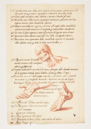  Scuola italiana della seconda met&agrave; del XVII secolo : Lotto di 17 studi anatomici.  - Asta Stampe, disegni, carte geografiche e vedute - Libreria Antiquaria Gonnelli - Casa d'Aste - Gonnelli Casa d'Aste