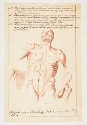  Scuola italiana della seconda met&agrave; del XVII secolo : Lotto di 17 studi anatomici.  - Asta Stampe, disegni, carte geografiche e vedute - Libreria Antiquaria Gonnelli - Casa d'Aste - Gonnelli Casa d'Aste