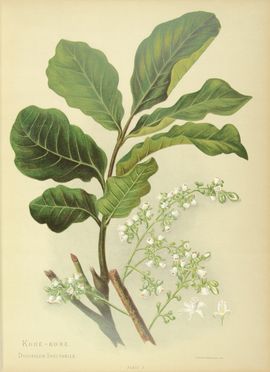  Hetley Charles : Fleurs sauvages et bois précieux de la Nouvelle-Zélande... Botanica, Geografia e viaggi, Scienze naturali  E. Raoul  - Auction Manuscripts, Incunabula, Autographs and Printed Books - Libreria Antiquaria Gonnelli - Casa d'Aste - Gonnelli Casa d'Aste
