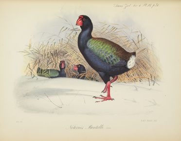  Mantell Algernon Gideon : Notice of the Discovery by Mr. Walter Mantell in the Middle Island of New Zealand, of a Living Specimen of the Notornis, a Bird of the Rail Family, Allied to Brachypteryx, and hitherto unknown to Naturalists except in a Fossil State.  - Asta Manoscritti, Incunaboli, Autografi e Libri a stampa - Libreria Antiquaria Gonnelli - Casa d'Aste - Gonnelli Casa d'Aste