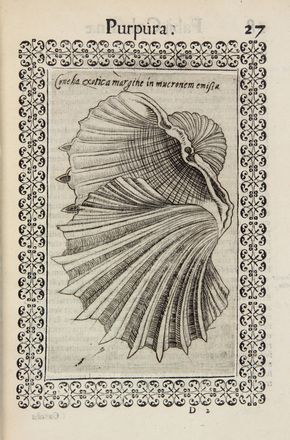  Colonna Fabio : Minus, cognitarum rarorumque nostro coelo orientium stirpiumekphrasis [...] item de aquatilibus aliisque nonnullis animalibus libellus. Botanica, Conchiglie, Scienze naturali, Scienze naturali  - Auction Manuscripts, Incunabula, Autographs and Printed Books - Libreria Antiquaria Gonnelli - Casa d'Aste - Gonnelli Casa d'Aste