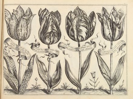  Langlois Franois : Livre de Fleurs ou sont represents touttes sortes de Tulippes, Narcisses, Iris et plusieurs autres fleurs avec diversits d'Oiseaux, Mouches, et Papillons, le tout fait apres le naturel... Botanica  Barthlmy Gaultier, Lonard Gaultier  (Magonza,, 1561 - Parigi,, 1641), Claude Savary  - Auction Manuscripts, Incunabula, Autographs and Printed Books - Libreria Antiquaria Gonnelli - Casa d'Aste - Gonnelli Casa d'Aste