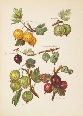  Wright John : The fruit grower's guide - 6 divisions.  - Asta Manoscritti, Incunaboli, Autografi e Libri a stampa - Libreria Antiquaria Gonnelli - Casa d'Aste - Gonnelli Casa d'Aste