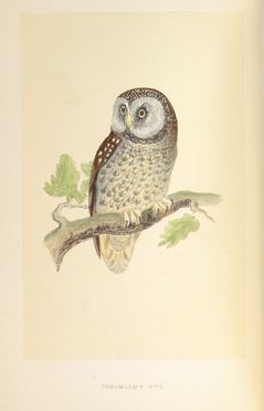  Morris Francis Orpen : A History of British Birds.  - Asta Manoscritti, Incunaboli, Autografi e Libri a stampa - Libreria Antiquaria Gonnelli - Casa d'Aste - Gonnelli Casa d'Aste