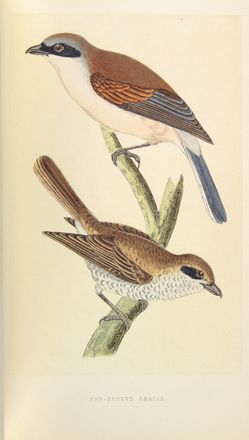  Morris Francis Orpen : A History of British Birds.  - Asta Manoscritti, Incunaboli, Autografi e Libri a stampa - Libreria Antiquaria Gonnelli - Casa d'Aste - Gonnelli Casa d'Aste