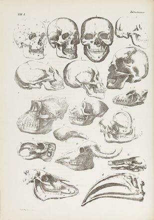  Boschi Giovanni : Atlante zoologico popolare. Opera compilata sui più recenti lavori di zoologia italiani e stranieri. Volume I (-VIII).  - Asta LIBRI, MANOSCRITTI, STAMPE E DISEGNI - Libreria Antiquaria Gonnelli - Casa d'Aste - Gonnelli Casa d'Aste