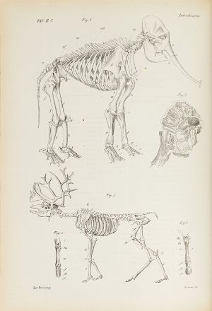  Boschi Giovanni : Atlante zoologico popolare. Opera compilata sui più recenti lavori di zoologia italiani e stranieri. Volume I (-VIII).  - Asta LIBRI, MANOSCRITTI, STAMPE E DISEGNI - Libreria Antiquaria Gonnelli - Casa d'Aste - Gonnelli Casa d'Aste