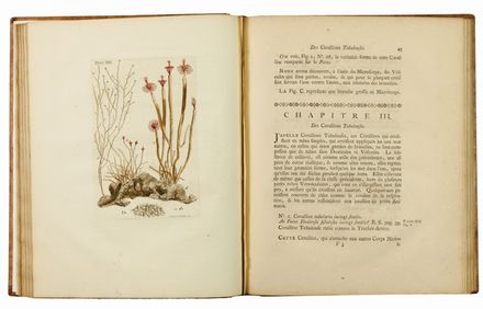  Ellis Jean : Essai sur l'Histoire naturelle des corallines, et d'autres productions marines [...] Auquel on a joint une description d'un grand polype de mer pris auprès du Pole Artique ...  - Asta LIBRI, MANOSCRITTI, STAMPE E DISEGNI - Libreria Antiquaria Gonnelli - Casa d'Aste - Gonnelli Casa d'Aste