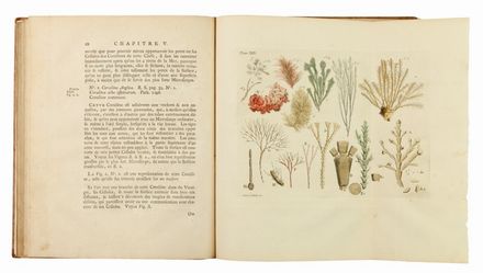  Ellis Jean : Essai sur l'Histoire naturelle des corallines, et d'autres productions marines [...] Auquel on a joint une description d'un grand polype de mer pris auprès du Pole Artique ...  - Asta LIBRI, MANOSCRITTI, STAMPE E DISEGNI - Libreria Antiquaria Gonnelli - Casa d'Aste - Gonnelli Casa d'Aste