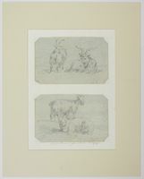Lotto di due disegni: 1) Studio di due capre, una a terra con lunghe corna e l?altra vista da dietro; 2) Studio di due capre.