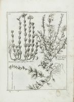 Museo di piante rare della Sicilia, Malta, Corsica, Italia, Piemonte, e Germania [...]. Con l'Appendix ad libros de plantis Andreae Caesalpini, e varie Osservazioni curiose con sue figure in ramè