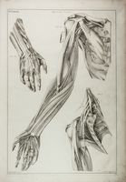 Demonstrationum Anatomico-Pathologicarum Liber Primus (-Secundus).