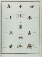 Fauna Etrusca sistens insecta quae in provinciis Florentina et Pisana praesertim collegit...