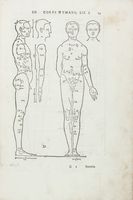 Della simmetria dei corpi humani. Libri quattro nuovamente tradotti [...] da M. Gio. Paolo Gallucci Salodiano.