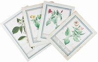 Lotto composto di 4 disegni su carte sciolte con piante fiorite: Ialappa o Gelsomini di notte gialli; Gelsomini di notte bianchi; Gelsomini di notte rossi; Cirrus.