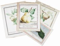 Lotto composto di 4 disegni su carte sciolte. Pyra mendax, Mala, Malus Citreum, Pera Giugnolona.