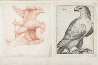 Lotto composto di 3 album di stampe e disegni di vegetali e animali realizzati da Ferdinando Morozzi.