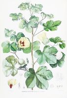 Atlante di botanica popolare ossia illustrazione di piante notevoli di ogni famiglia.