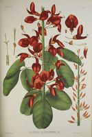Hortus botanicus panormitanus, sive Plantae novae vel criticae quae in Horto botanico panormitano coluntur descriptae et iconibus illustratae. Tomus Primus.