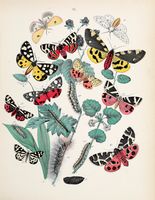 European Butterflies and Moths. With 61 coloured plates. Based upon Berge's 'Schmetterlingsbuch'.