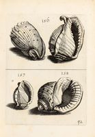 Recreatio mentis, et oculi in observatione animalium testaceorum curiosis naturae inspectoribus Italico sermone primum proposita...