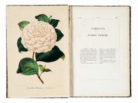 Nouvelle Iconographie des Camellias contenant les figures et la description des plus rares, des plus nouvelles et des plus belles varits de ce genre...