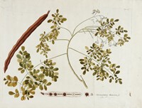 Guilandina Moringa L (Moringa oleifera).