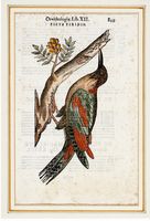 Quattro tavole da Ornithologiae hoc est De auibus historiae libri XII.