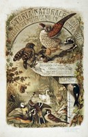 Storia naturale degli uccelli che nidificano in Lombardia ad illustrazione della raccolta ornitologica dei fratelli Ercole ed Ernesto Turati... Vol. I (-II).