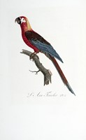 Histoire naturelle des perroquets. Tome premier (-second).
