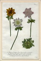 Sette tavole botaniche da Phytanthoza Iconographia.