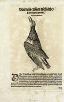 Otto tavole ornitologiche da Conradi Gesneri medici Tigurini historiae animalium ...