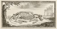 Osteographia, or The anatomy of the bones.