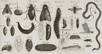 Teologia degl'insetti, ovvero Dimostrazione delle divine perfezioni in tutto cio che riguarda gl'insetti del sig. Lesser, colle osservazioni del sig. Lyonnet, tradotta gia dal tedesco nel francese, ed ora dal francese nell'italiano. Tomo primo [-secondo].