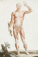 [Anatomia per uso degli studiosi di scultura e pittura].