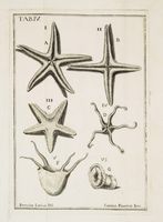 De Conchis minus notis liber cui accessit specimen aestus reciproci maris superi ad littus portumque arimini.