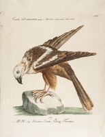 10 stampe con uccelli, oche e rapaci.