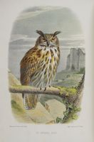 Lettres à Julie sur l'ornithologie [...] Illustrées par Édouard Traviès.