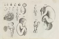 Embryologia sacra sive de officio sacerdotum, medicorum, et aliorum circa aeternam Parvolorum in utere existentium salutem. Libri quatuor...