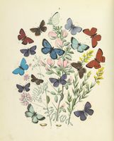Le monde des papillons. Promenade a traver champs [...] orné de 62 dessins par l'auteur avec une préface de George Sand....