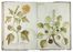  Chellini Tommaso Maria : Questo libro di piante dipinte al naturale fù fatto da Tommaso Maria Chellini cittadino fiorentino abitante in Villa a Scandicci.  - Asta Manoscritti, Libri, Autografi, Stampe & Disegni - Libreria Antiquaria Gonnelli - Casa d'Aste - Gonnelli Casa d'Aste