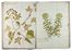  Chellini Tommaso Maria : Questo libro di piante dipinte al naturale fù fatto da Tommaso Maria Chellini cittadino fiorentino abitante in Villa a Scandicci.  - Asta Manoscritti, Libri, Autografi, Stampe & Disegni - Libreria Antiquaria Gonnelli - Casa d'Aste - Gonnelli Casa d'Aste
